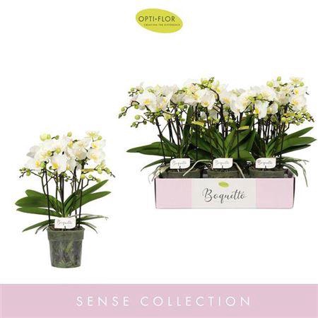 <h4>arr8 Phal Boquetto Innocent 5 Spike</h4>