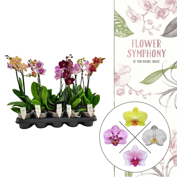 <h4>Flower Symphony | Mix | Phalaenopsis 1 spike</h4>