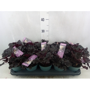 Heuchera   ...