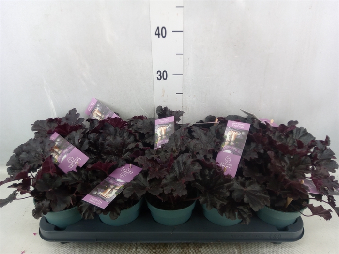 <h4>Heuchera   ...</h4>