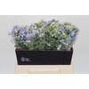 Oxypetalum Tweedia Blue