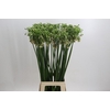 Allium Nectaroscordum Siculum