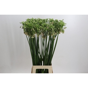Allium Nectaroscordum Siculum