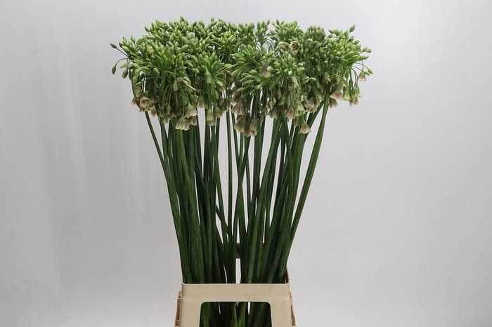 <h4>Allium Nectaroscordum Siculum</h4>