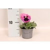 Viola wittrockiana sixpack F1 Pink Shades