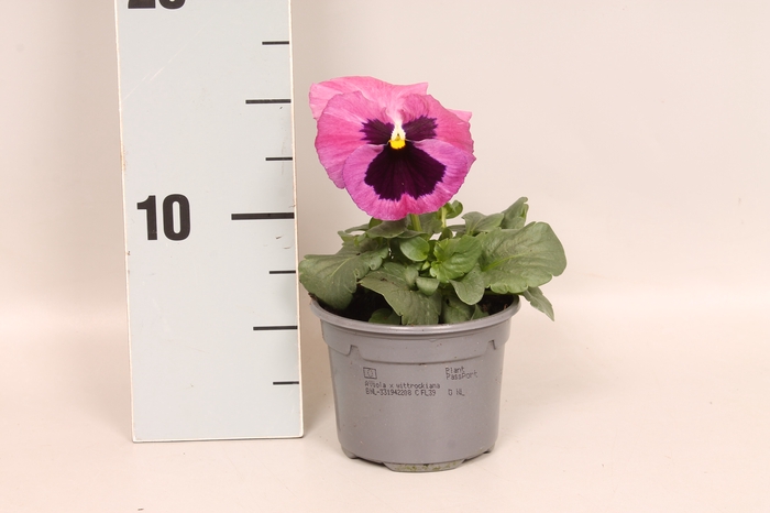 <h4>Viola wittrockiana F1 Pink Shades</h4>