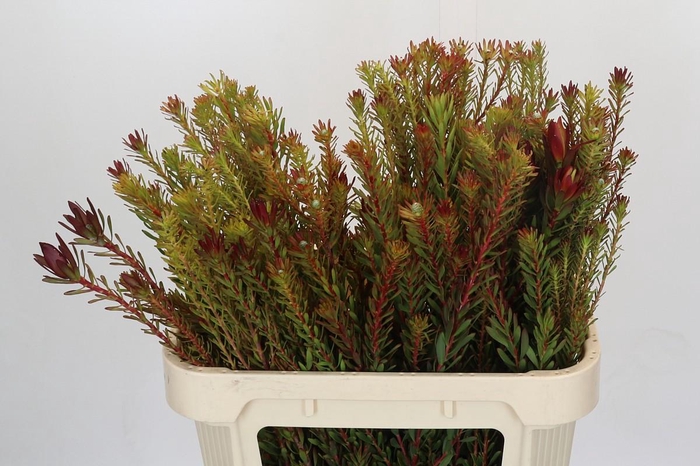 <h4>Leucadendron Safari Sunset Spray</h4>