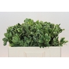 Pittosporum Ilan