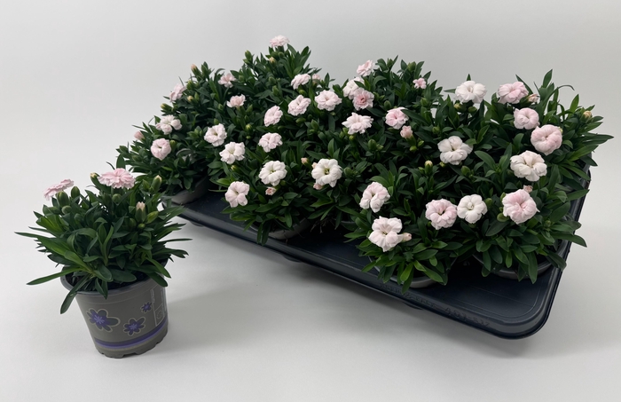 <h4>Dian Oscar White</h4>