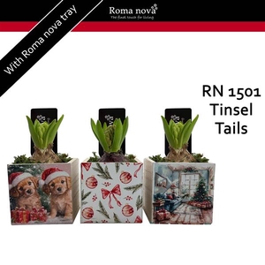 Arrangementen Hyacinthus 6%