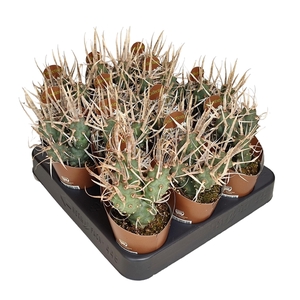 TEPHROCACTUS ARTICULATUS PAPYRACANTHUS - POT Ø 6,5 - COLLECTION WITH POTCOVER (CACTUS)