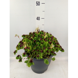 Oxalis tetraphylla 'Iron Cross'