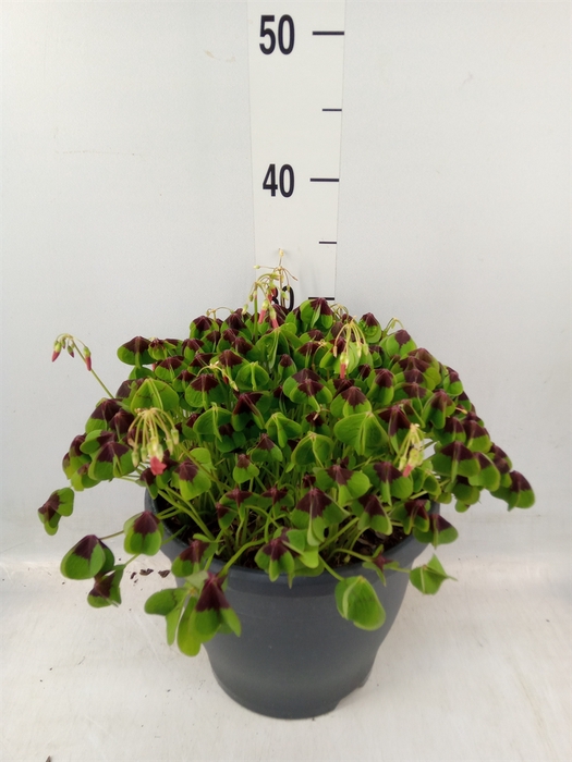 <h4>Oxalis tetraphylla 'Iron Cross'</h4>