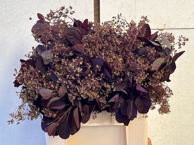 <h4>COTI C ROYAL PURPLE</h4>