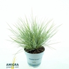 Festuca Golden Toupee