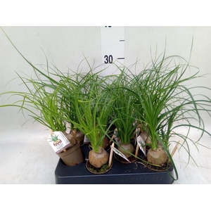 Beaucarnea recurvata
