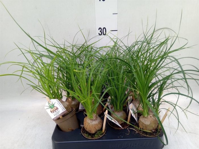 <h4>Beaucarnea recurvata</h4>