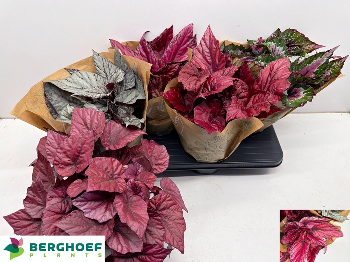 <h4>BEG BEL GEM</h4>