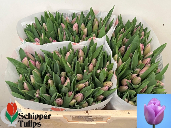 <h4>TU EN ALIBI</h4>