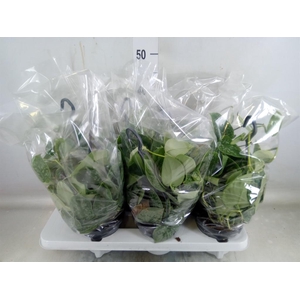 Scindapsus pictus 'Silvery Ann'