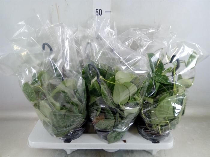 <h4>Scindapsus pictus 'Silvery Ann'</h4>