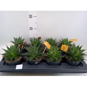 xGasteraloe  'Aurora'