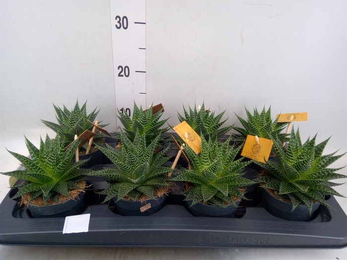 xGasteraloe  'Aurora'