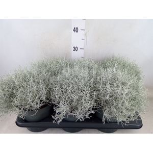 Leucophyta brownii
