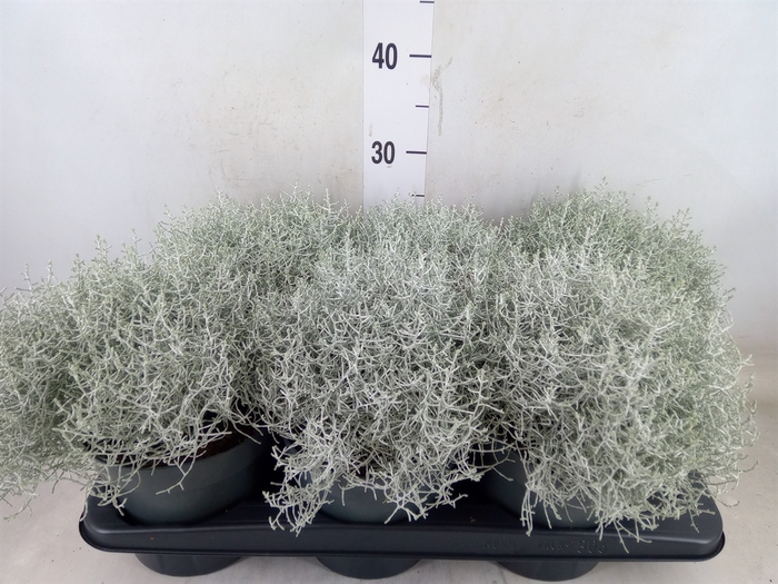 <h4>Leucophyta brownii</h4>