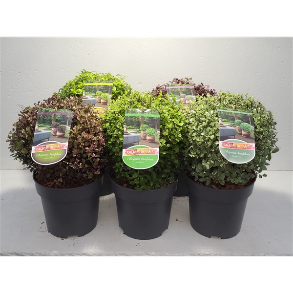 <h4>Pittosporum Mixlaag - 'Colours in Shape'</h4>