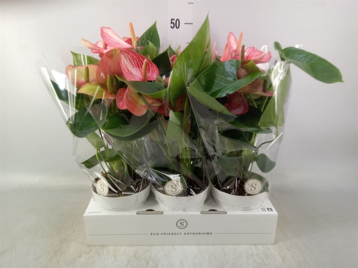 <h4>Anthurium andr. 'Livium Ruby'</h4>