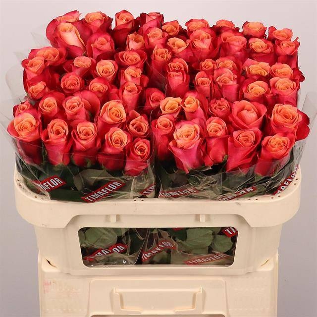 <h4>R GR HELENE</h4>