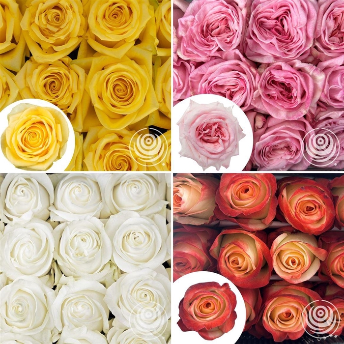 <h4>R Eq Mix Box Atomic, Be Sweet, Deep Purple, Lemona</h4>