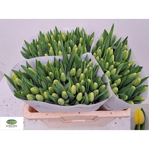 TU EN ANTARCTICA SUN