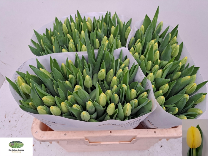 <h4>TU EN ANTARCTICA SUN</h4>