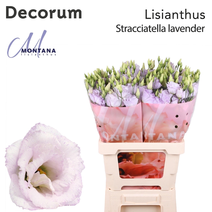 <h4>Lisianthus Stracciatella lavender 70cm</h4>