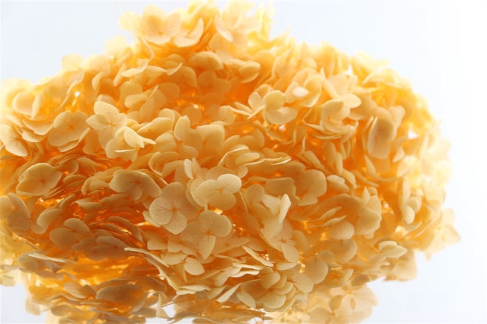 <h4>Pres Hydrangea Salmon Bunch</h4>