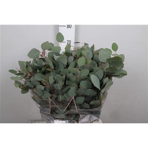 Euc Populus Per Bunch 300 Gram