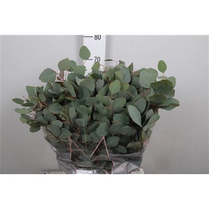 Euca Populus Leaves Per Bunch 300 Gram