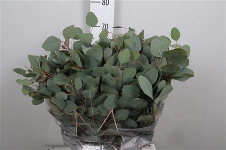 <h4>Euc Populus Per Bunch 300 Gram</h4>
