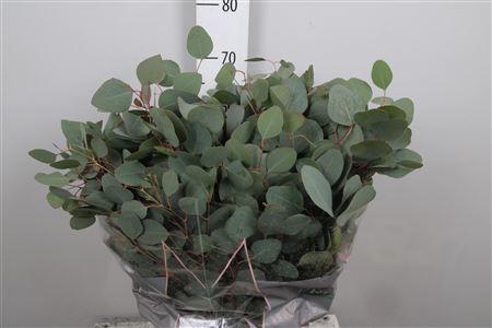 <h4>Euca Populus Blad Per Bunch 300 Gram</h4>