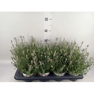 Lavandula angus. 'Aromatico Silver'