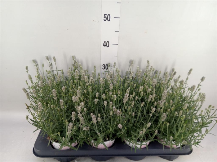 <h4>Lavandula angus. 'Aromatico Silver'</h4>