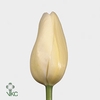 Tulipa fre maureen