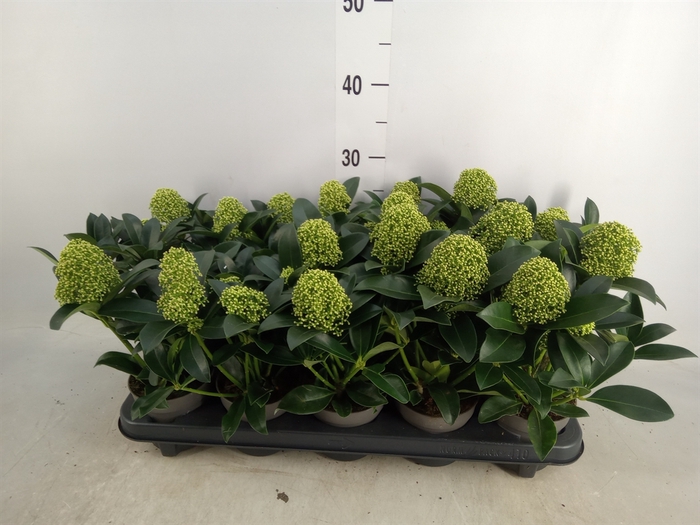 <h4>Skimmia jap. 'White Globe'</h4>