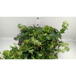 HEDERA HELIX 'BRIGITTE'