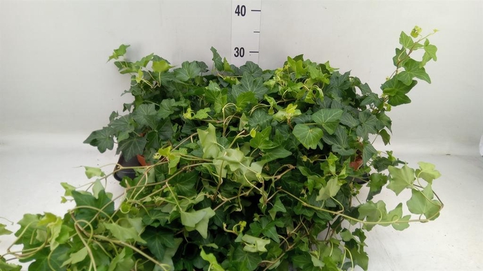 <h4>HEDERA HELIX 'BRIGITTE'</h4>