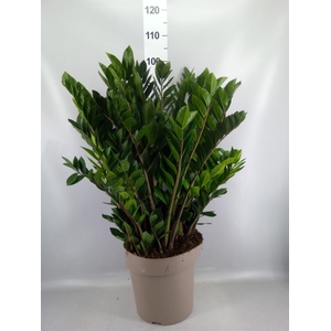 Zamioculcas zamiifolia