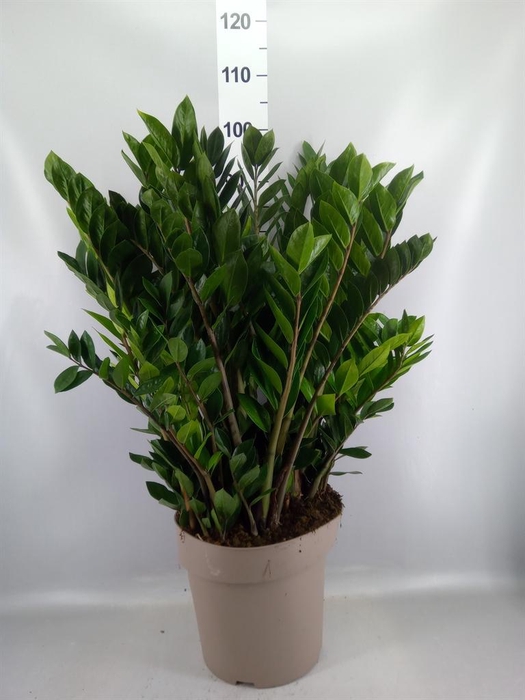 <h4>Zamioculcas zamiifolia</h4>