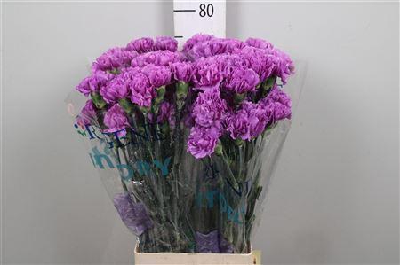 <h4>Di St Moonlite Lila</h4>